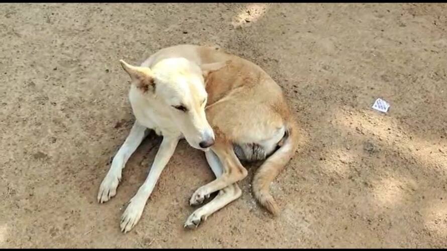 In Ariyalur the dog was given hypnotic biscuits and the jewelry and money were stolen In Ariyalur the dog was given hypnotic biscuits and the jewelry and money were stolen