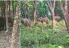 a gang of 3 elephants rounding in kunnur in last 20 days