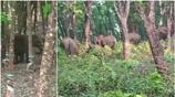 a gang of 3 elephants rounding in kunnur in last 20 days