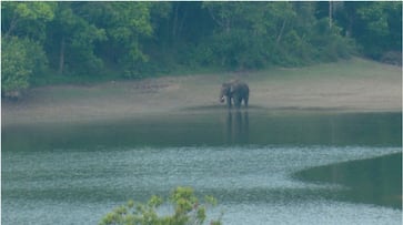 arikkomban elephant walked yesterday 10 km at night only Arikomban is back in the inhabited area fvv arikkomban elephant walked yesterday 10 km at night only Arikomban is back in the inhabited area fvv