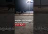 more dogs chase away a lion in Gujarat