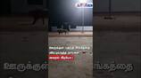 more dogs chase away a lion in Gujarat