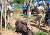 Bison clash near Coonoor! - A bison died