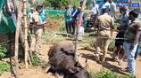 Bison clash near Coonoor! - A bison died