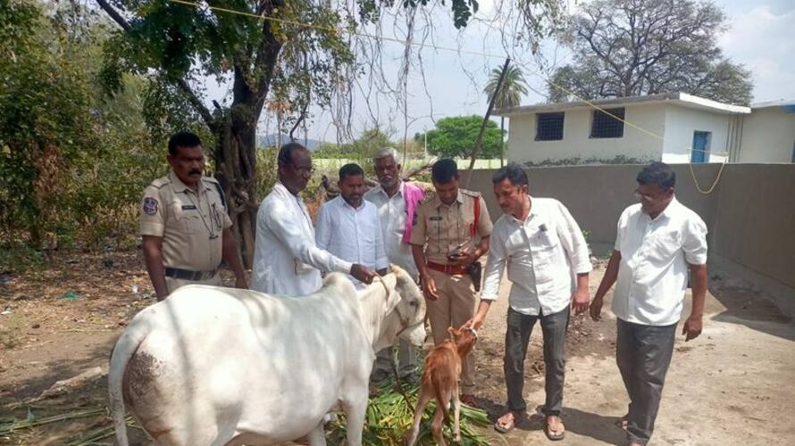 telangana minister harish rao gifts cow as a solution milk proble for an infant in adilabad kms telangana minister harish rao gifts cow as a solution milk proble for an infant in adilabad kms
