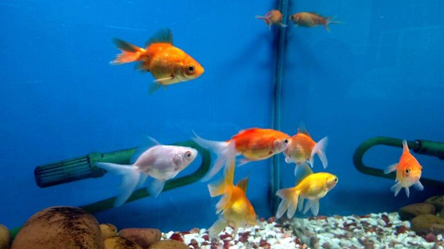 Pradhan Mantri Matsya Sampada Yojana gives 40 to 60 40 Percent Subsidy Fish Farming Pradhan Mantri Matsya Sampada Yojana gives 40 to 60 40 Percent Subsidy Fish Farming