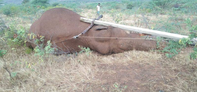 Wild elephant dies in Coimbatore due to electric shock