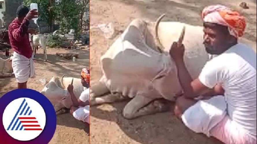15 cattle die after consuming left over food from JD(S) rally in Karnataka's Yadgir 15 cattle die after consuming left over food from JD(S) rally in Karnataka's Yadgir