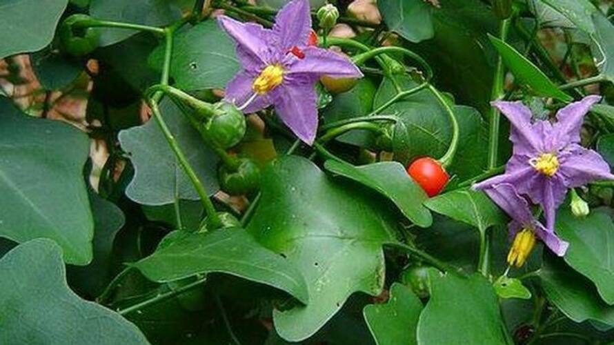 Health Benefits of Thoothu valai Leaves Health Benefits of Thoothu valai Leaves