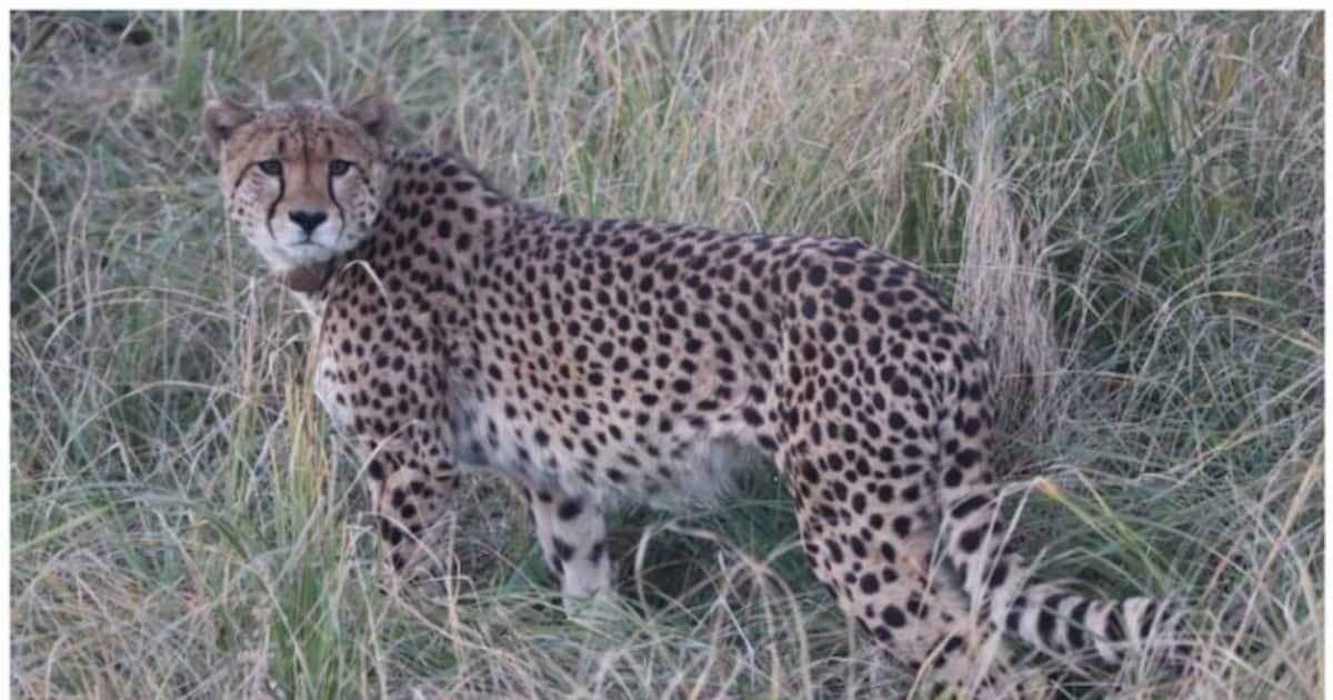 பிரதமர் மோடி பந்திபூரில் சர்வதேச வனவிலங்குகள் சிறப்பு சரணாலயத்தை நாளை துவக்கி வைக்கிறார். 