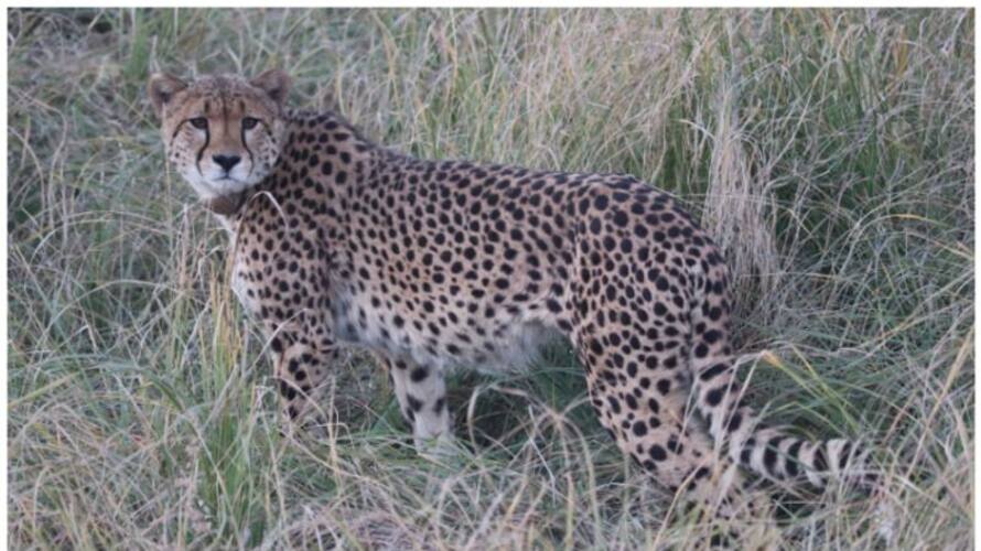 Female cheetah died in Kuno National Park 5 year old Sasha was brought from Namibia san Female cheetah died in Kuno National Park 5 year old Sasha was brought from Namibia san