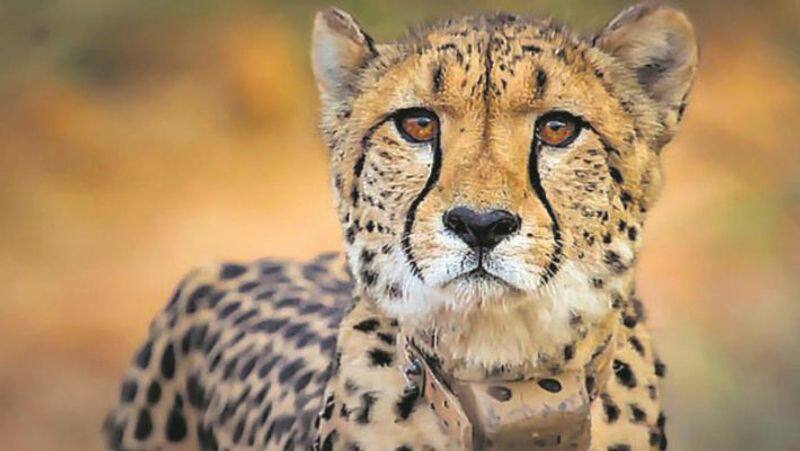 Namibian Cheetah Sasha dies in the Indian state of Madhya Pradesh from Kidney disease