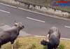 Two bison aggressively clash near Coonoor! Viral video!