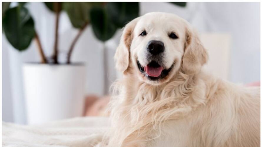 chat gpt saves dogs life vcd chat gpt saves dogs life vcd