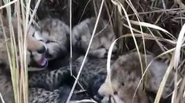 WATCH Namibian cheetah, translocated to India, gives birth to four cubs AJR