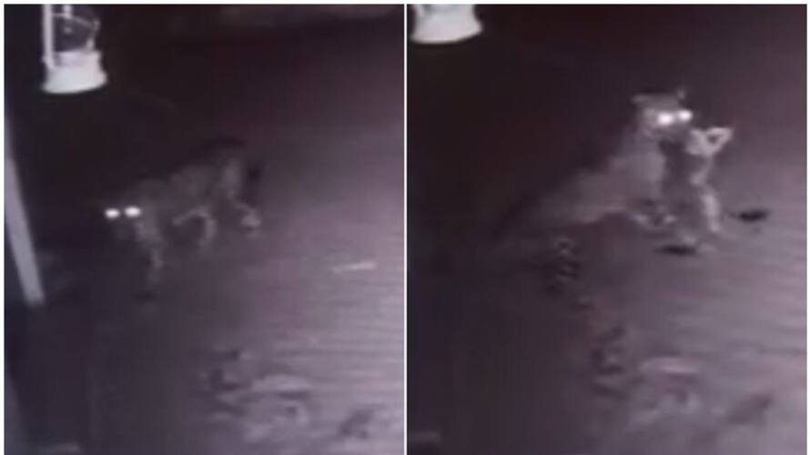 leopard found in palakkad attacked dog btb leopard found in palakkad attacked dog btb