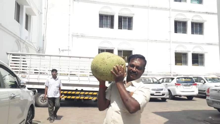 bjp mla kalyanasundaram distribute jackfruit to puducherry assembly members in assembly campus bjp mla kalyanasundaram distribute jackfruit to puducherry assembly members in assembly campus