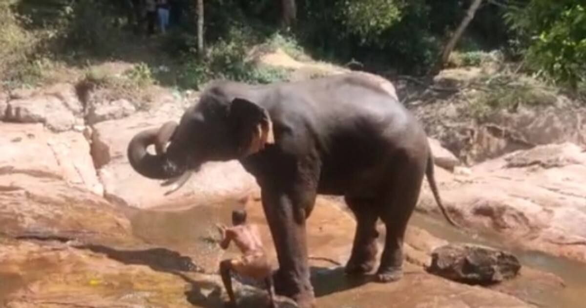 கோவை அருகே மளிகை கடையை சேதப்படுத்திய ரகளையில் ஈடுபட்ட காட்டு யானைகள்