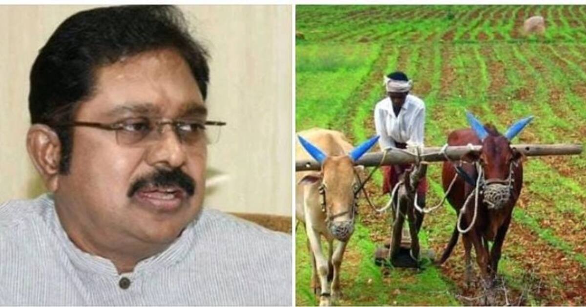 சூறைக்காற்றால் வேளாண் பயிர்கள் பாதிப்பு..!  காலம் தாழ்த்தாமல் தமிழக அரசு இதை உடனே செய்யனும் - டிடிவி தினகரன்