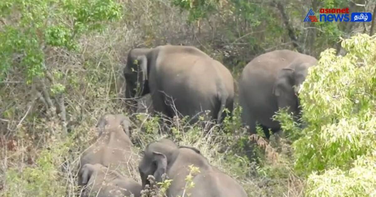 Watch : கொடைக்கானல் பேரிஜம் ஏரியில் முகாமிட்டுள்ள யானைக் கூட்டம்! சுற்றுலா பயணிகள் செல்ல தற்காலிக தடை!