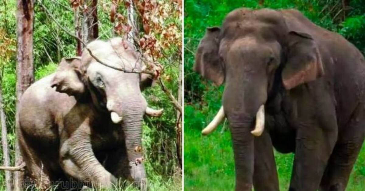 காட்டுக்குள்ள “அரிகொம்பன்” இறங்கிட்டான்.. கண்ணுல பட்ட எல்லாமே காலி.. பயத்தில் உறைந்த கிராம மக்கள்