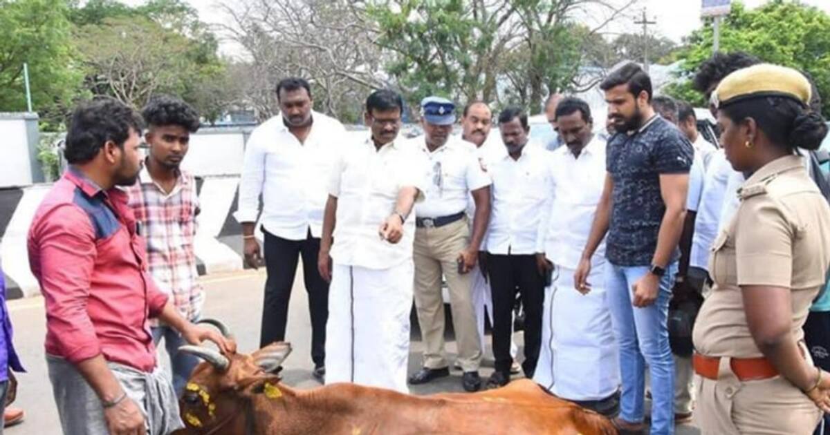 சாலை விபத்தில் சிக்கிய பசுமாடு! பார்த்து பதறிய அமைச்சர் நாசர்! நடுரோடு என்கூட பாராமல் என்ன செய்தார் தெரியுமா?