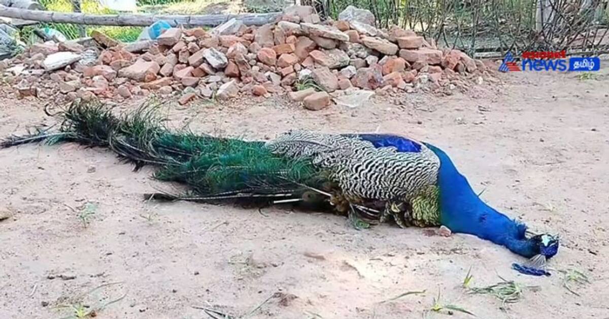 Watch : ஷாக் அடித்து ஆண் மயில் பலி! தாழ்வாகச் சென்ற மின் கம்பியால் பரிதாபம்!