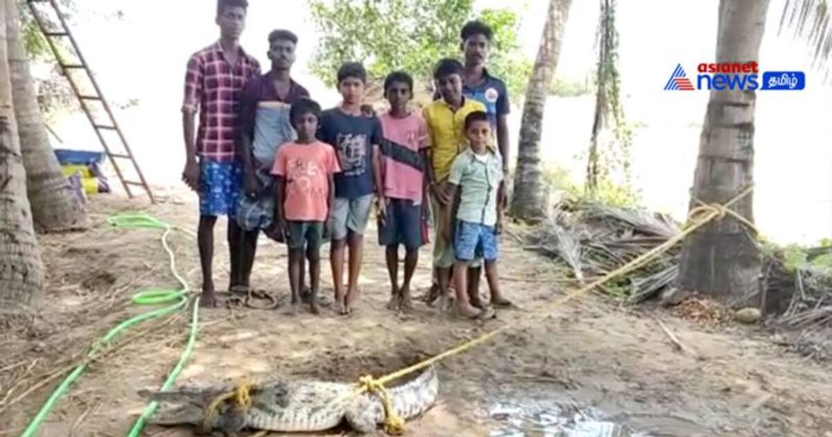 Watch : மீன் குட்டையில் சிக்கிய முதலை! - இன்னும் இருக்கலாம் என்ற அச்சத்தில் மக்கள் பீதி!