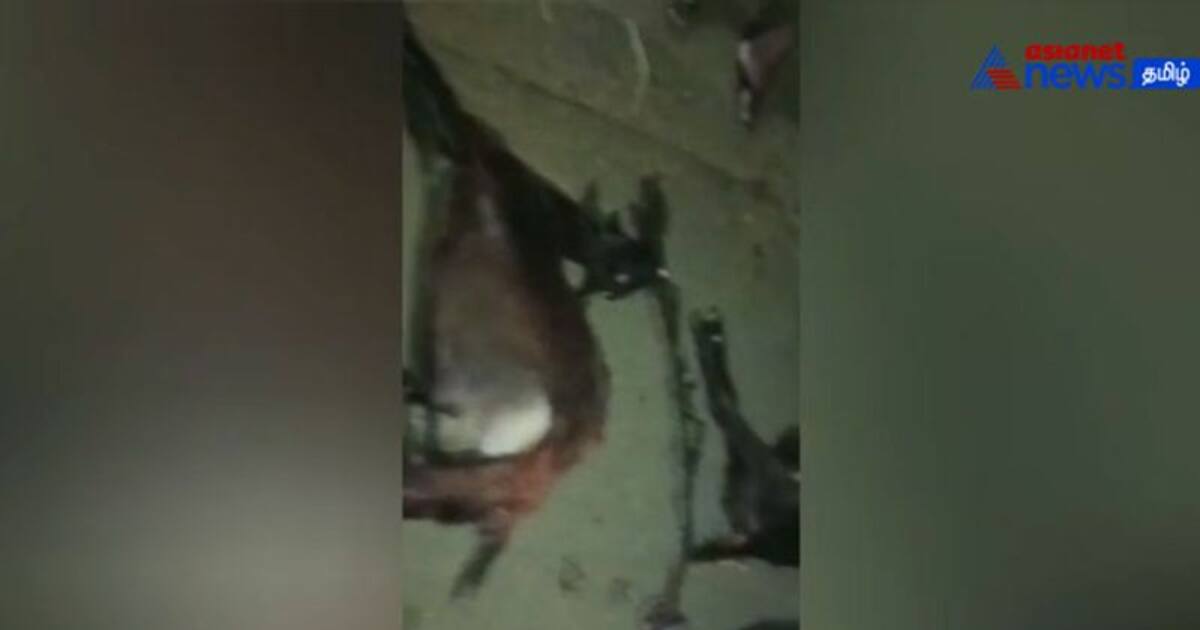 Watch : அரியலூர் அருகே மேய்ச்சலில் இருந்த ஆடுகள் மீது லாரி மோதியதில் 20 ஆடுகள் பலி! - மக்கள் போராட்டம்!