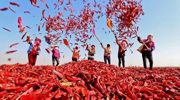 Farmers Happy For Increase in Chilli Price at Byadagi in Haveri grg Farmers Happy For Increase in Chilli Price at Byadagi in Haveri grg