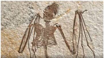 bat fossils light on evolution of flying mammals bkg bat fossils light on evolution of flying mammals bkg