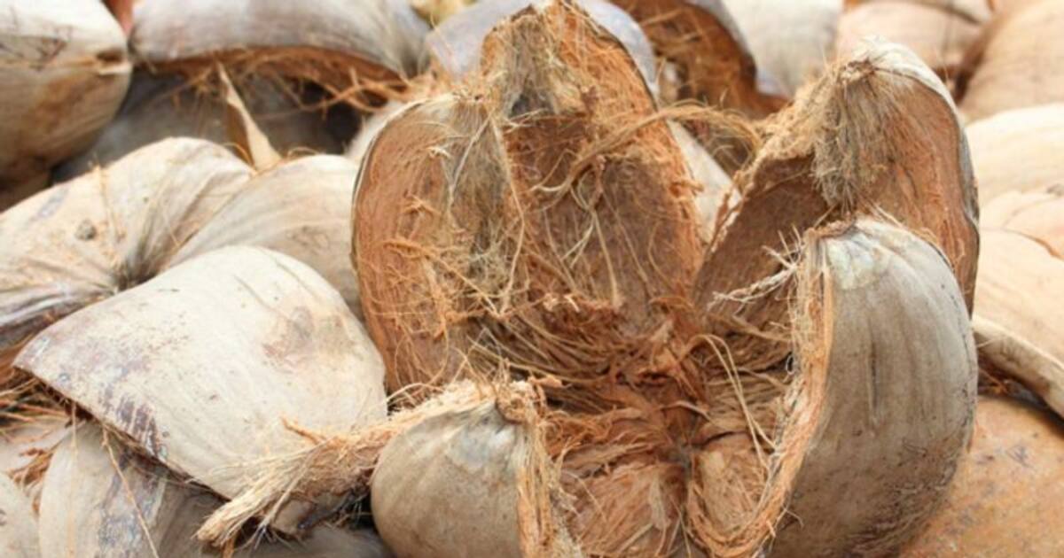 தேங்காய் நார் வைத்து இவ்வளவு விஷயங்கள் செய்யலாம்! இனிமேல் மறந்தும் தூக்கி போடாதீங்க! செம்ம டிப்ஸ்!!