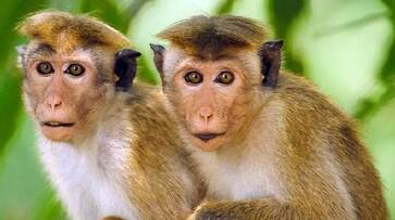 Monkeys are a Problem for Tourists in Nandi Hill At Chikkabalapur gvd Monkeys are a Problem for Tourists in Nandi Hill At Chikkabalapur gvd