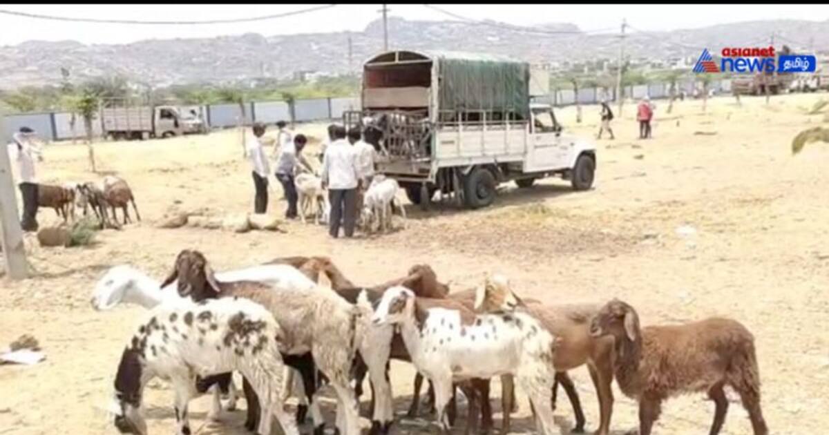 Watch : கர்நாடக தேர்தல் பிரச்சாரத்திற்கு தடால்புடலாக ஏற்பாடாகும் அசைவ விருந்து! ஆடு விற்பனை அமோகம்!