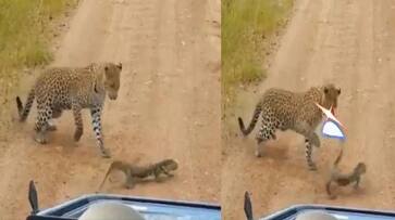 The giant lizard that choked the leopard.. the video is going viral.. The giant lizard that choked the leopard.. the video is going viral..