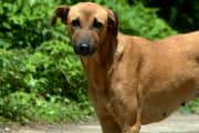 A dog died after biting 8 people in Muvattupuzha