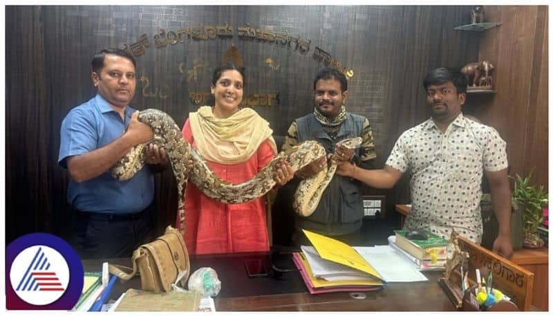 Indian Rock Python found in Bangalore snake city Bengaluru sat
