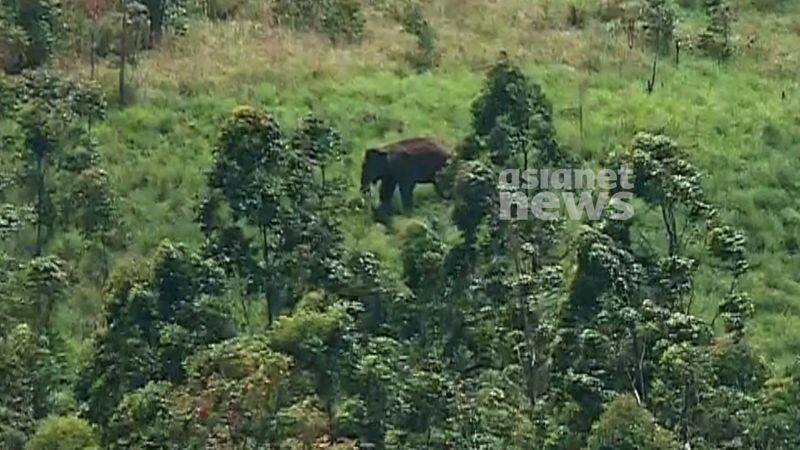 Forest department explanation regarding health condition of Arikomban elephant