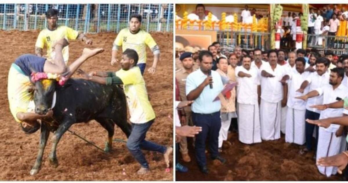 மதுரையில் ஜல்லிக்கட்டு போட்டி..! சீறிப்பாயும் காளைகள்- அடக்கும் வீரர்கள்- முதல் முறையாக பெண் வர்ணனையாளர்கள்