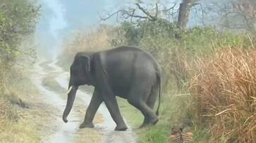 Forest Officer Susanta Nanda Shares Video Of Tiger Making Way For Herd Of Elephants Forest Officer Susanta Nanda Shares Video Of Tiger Making Way For Herd Of Elephants