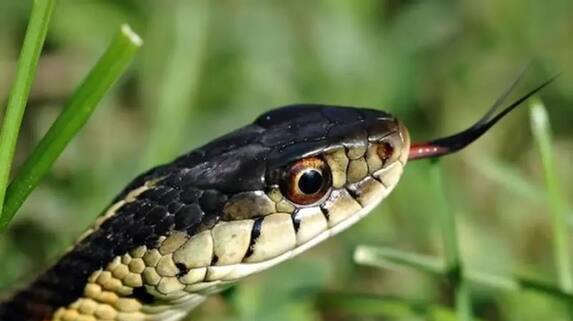 meaning of dreams seeing snake in dream what the science says suh meaning of dreams seeing snake in dream what the science says suh