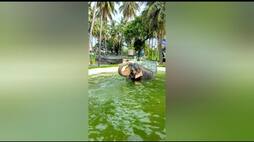 palani temple elephant kasthoori take a bath in swimming pool