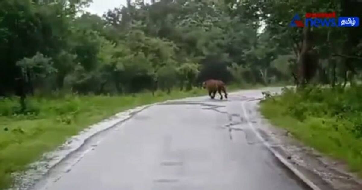 Watch : உதகை - மைசூர் சாலையில் ஜாலியாக உலா வந்த புலி! பீதியடைந்த சுற்றுலா பயணிகள்!