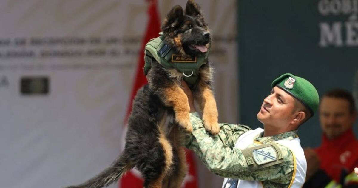 மெக்சிகோவுக்கு ஜெர்மன் ஷெப்பர்ட் நாயை பரிசாக அனுப்பி வைத்த துருக்கி! இதுதான் காரணம்!