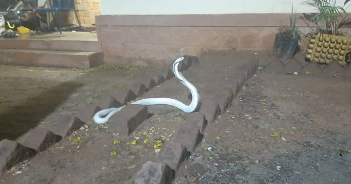 கோவை குடியிருப்பு பகுதியில் மீட்கப்பட்ட அரிய வகை வெள்ளை நிற பாம்பு வனத்தில் விடுவிப்பு