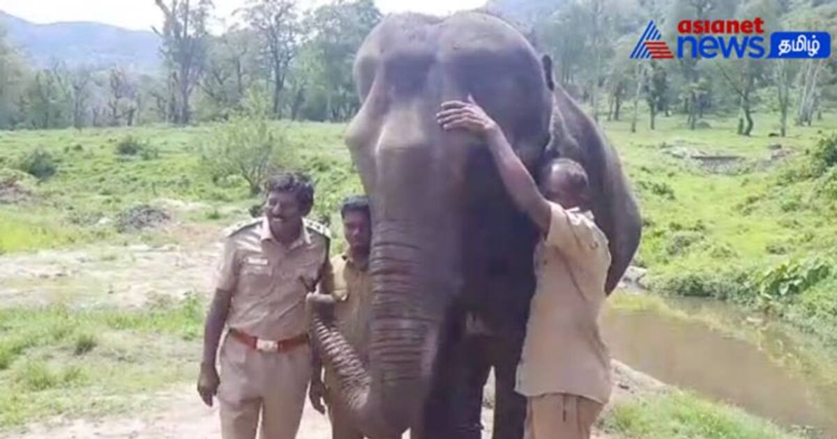 Watch : பொள்ளாச்சி யானை முகாமில், வன அதிகாரி பாடிய பாடலை மெய்மறந்து ரசித்த யானை!