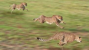 climate change Cheetahs change hunting habits and increasing odds of unfriendly encounters with other big cats says study etj climate change Cheetahs change hunting habits and increasing odds of unfriendly encounters with other big cats says study etj