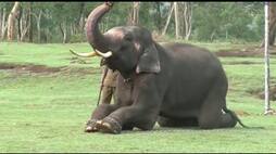Forest officials Kumki trained for domestic elephants in the Nilgiris