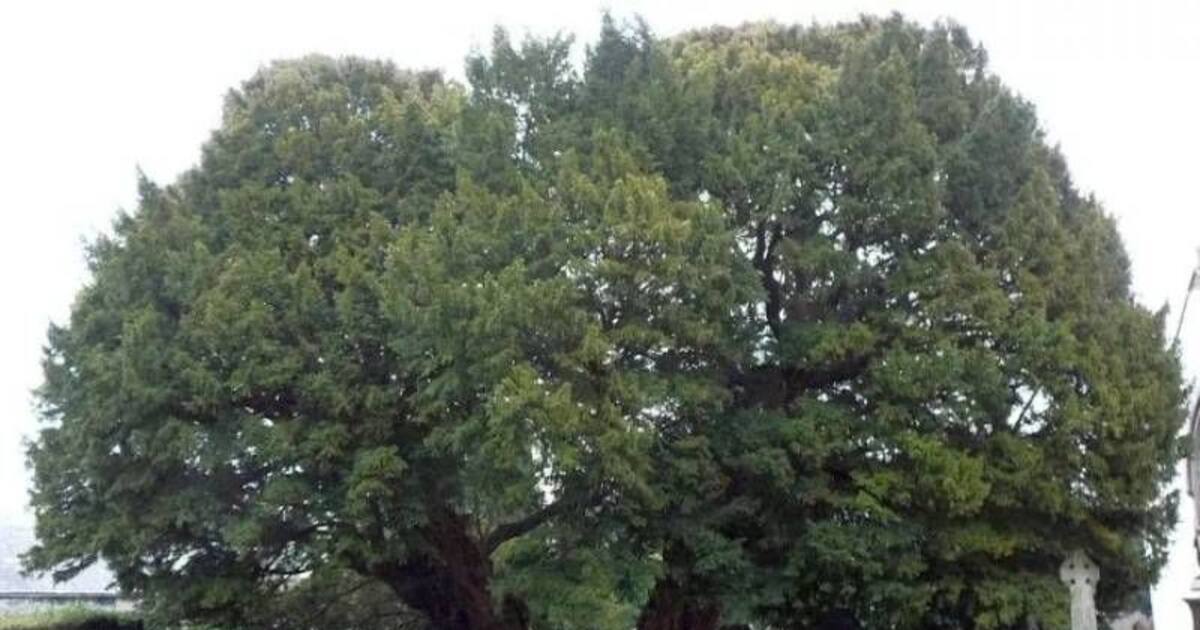 உலகின் மிகவும் பழமையான 7 மரங்கள் இவைதான்.. பலருக்கும் தெரியாத சுவாரஸ்ய தகவல்