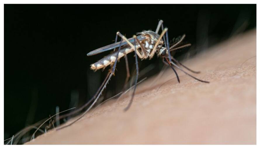 dengue fever symptoms and causes rse dengue fever symptoms and causes rse